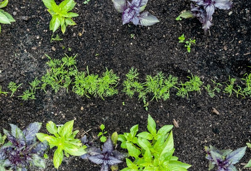 Perennial Transplanting