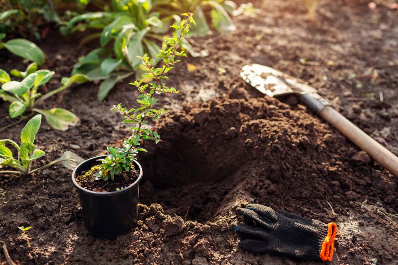 Perennial Transplanting