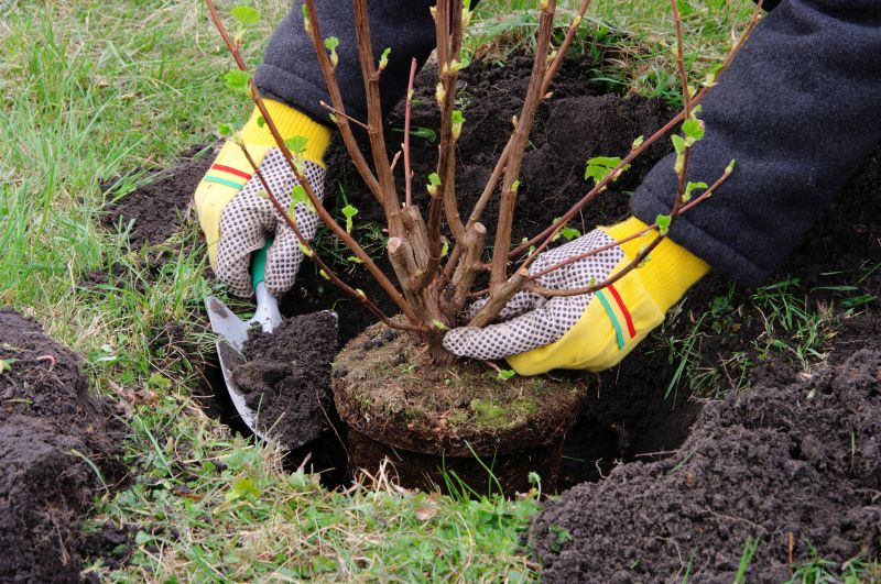 Perennial Transplanting detail